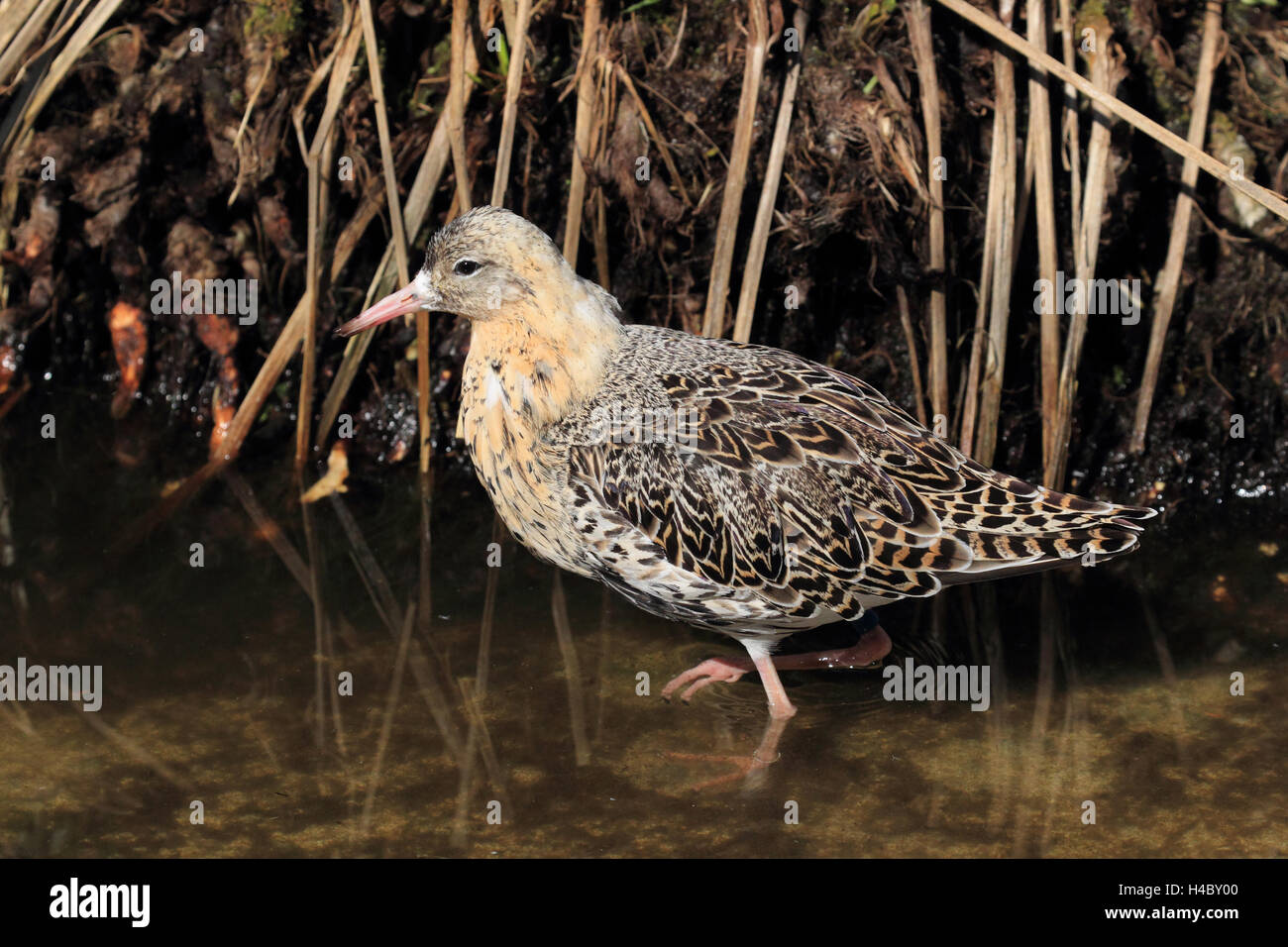 Ruff, homme, Philomachus pugnax Banque D'Images