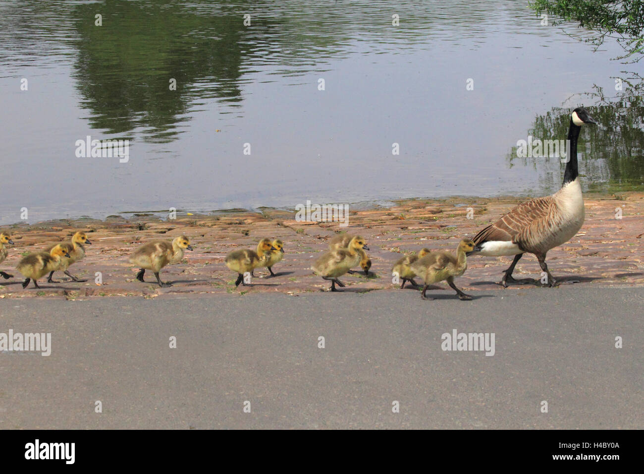 Canada goose avec de jeunes animaux de traverser une rue Branta canadensis Banque D'Images