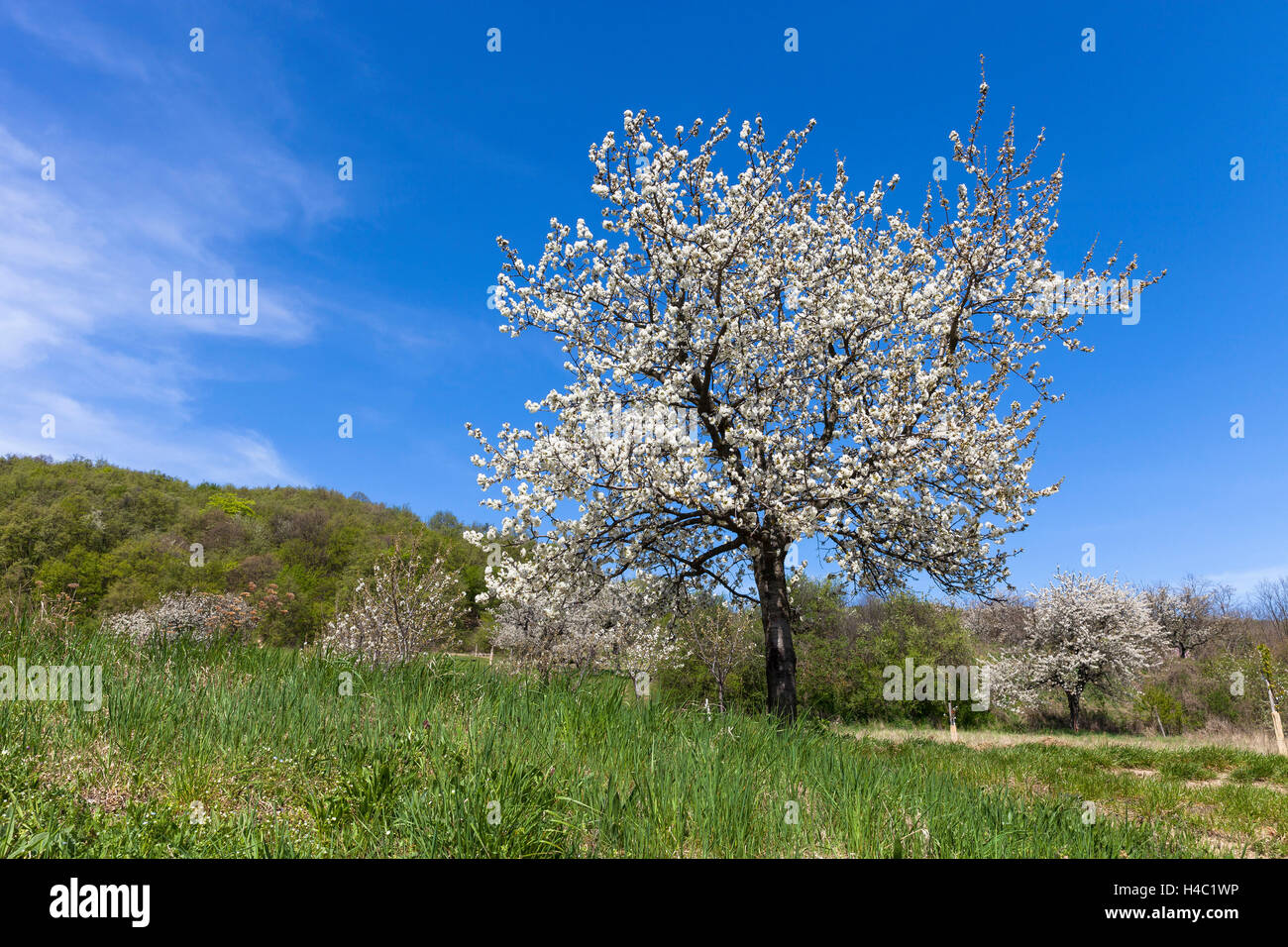 Fleur de cerisier au pied de la Leitha Montagnes entre Derenbach et Purbach, à la fleur de cerisier piste cyclable, Burgenland, Autriche, Europe, Banque D'Images