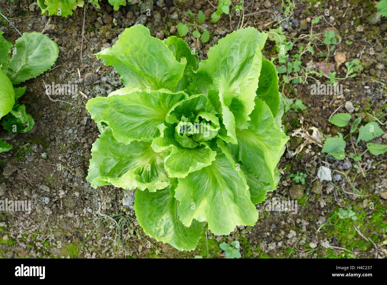 L'endive, Cichorium endivia, salade du jardin, Lactuca sativa, croissante, jardin, sol, automne Banque D'Images