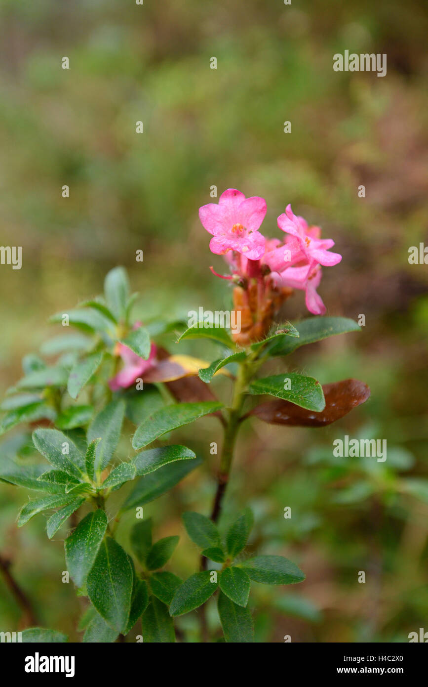 Alpenrose Rhododendron ferrugineum, fleur, fleurs, automne, Banque D'Images
