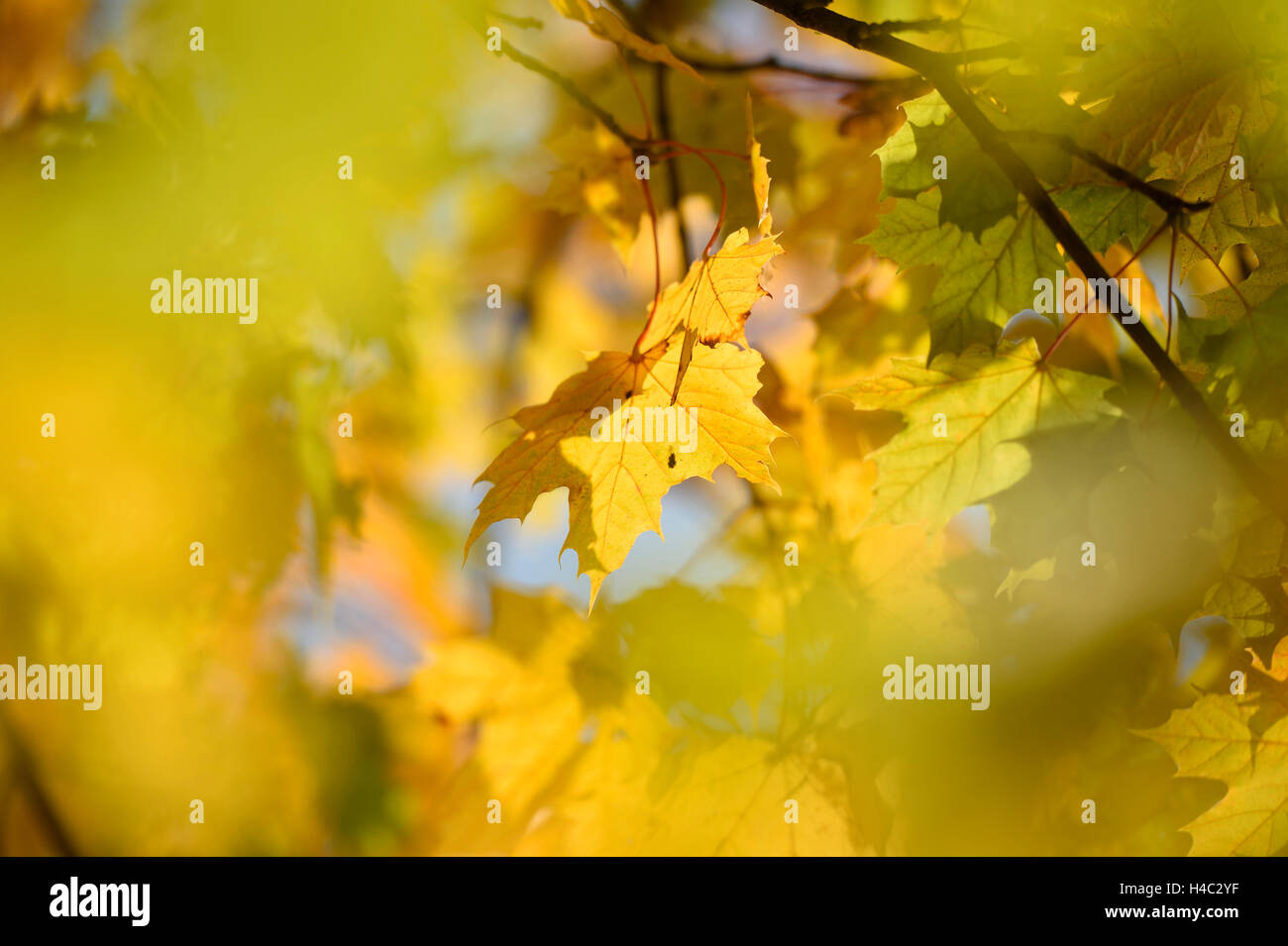 Norway maple, Acer platanoides, jaune, feuilles, automne, Allemagne Banque D'Images