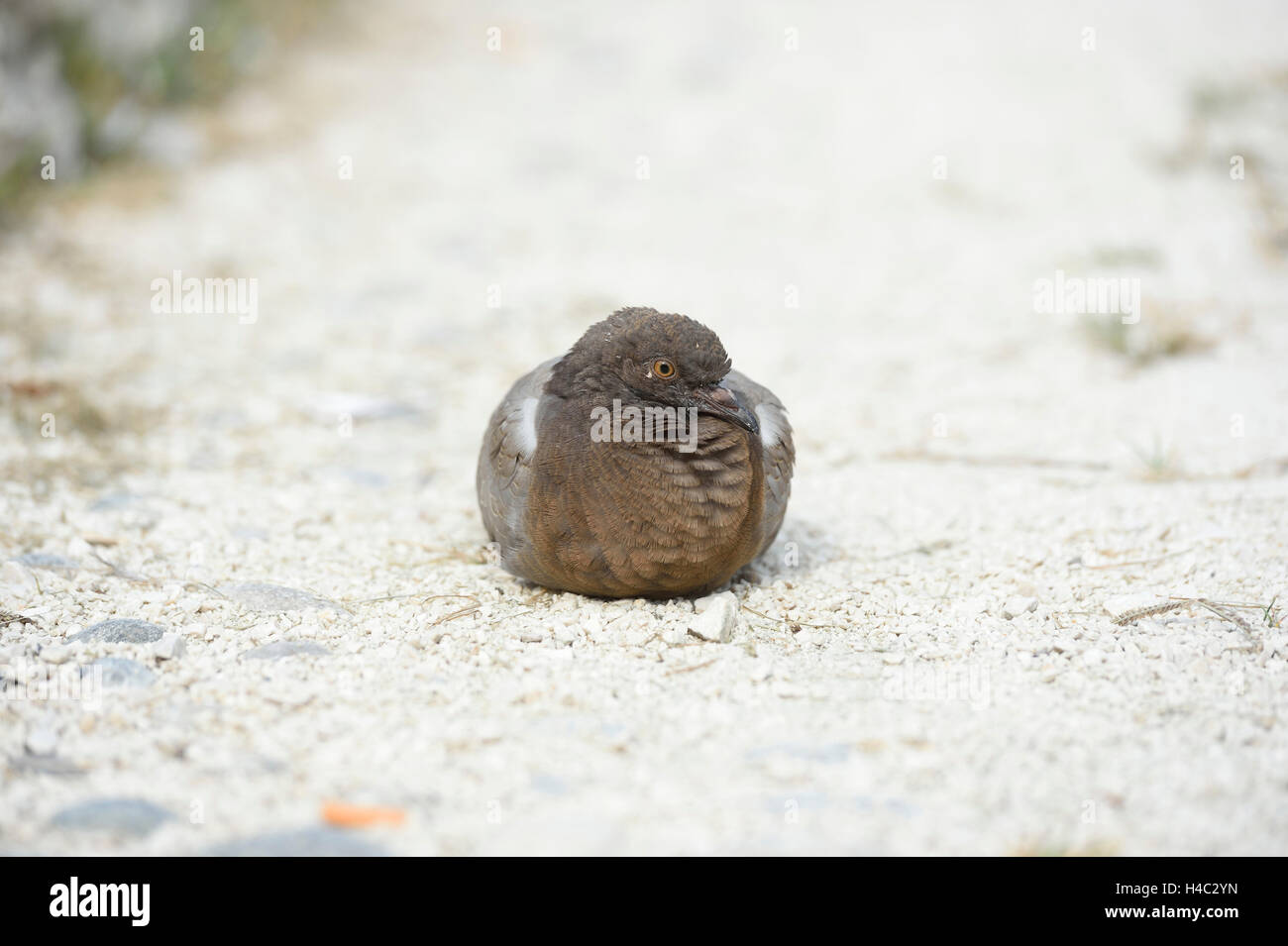 Ville pigeon, Columba livia forma domestica, wayside, chef-sur, le mensonge Banque D'Images