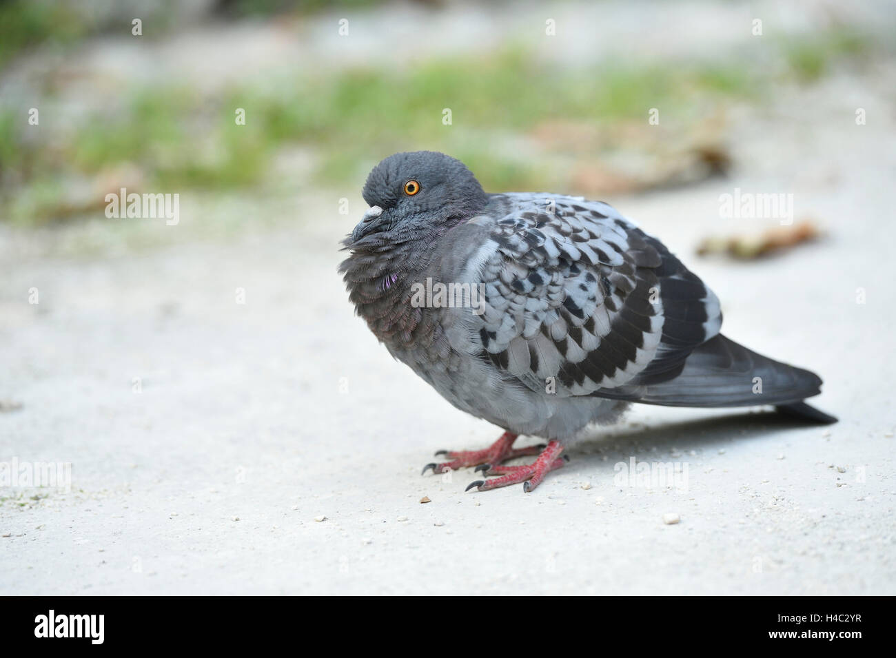 Ville pigeon, Columba livia forma domestica, route, vue latérale, Comité permanent Banque D'Images