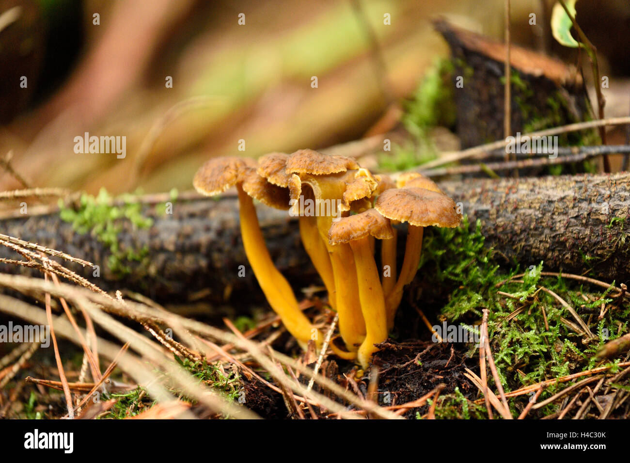 Craterellus tubaeformis, blanches yellow foot, Cantharellus infundibuliformis, la masse forestière, automne Banque D'Images