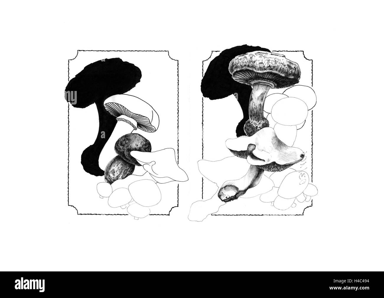 Carte menu Champignons Banque D'Images