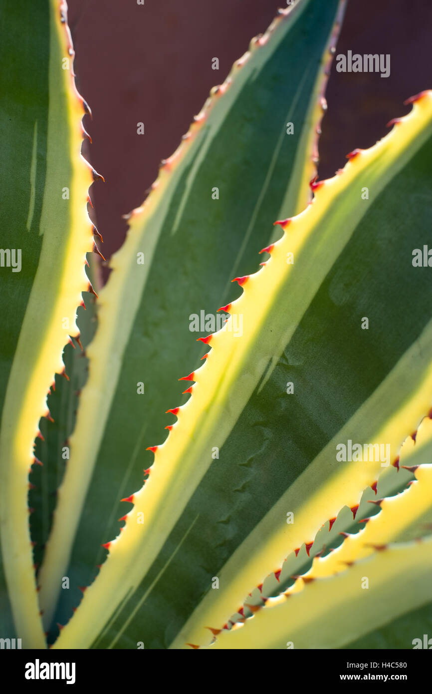 Agave americana Banque D'Images