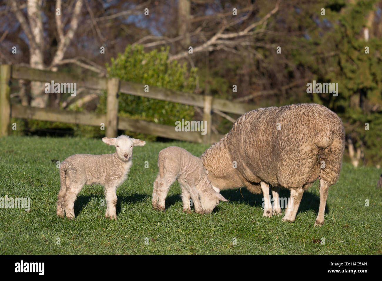 Agneaux et moutons dans une ferme en Nouvelle Zélande Banque D'Images