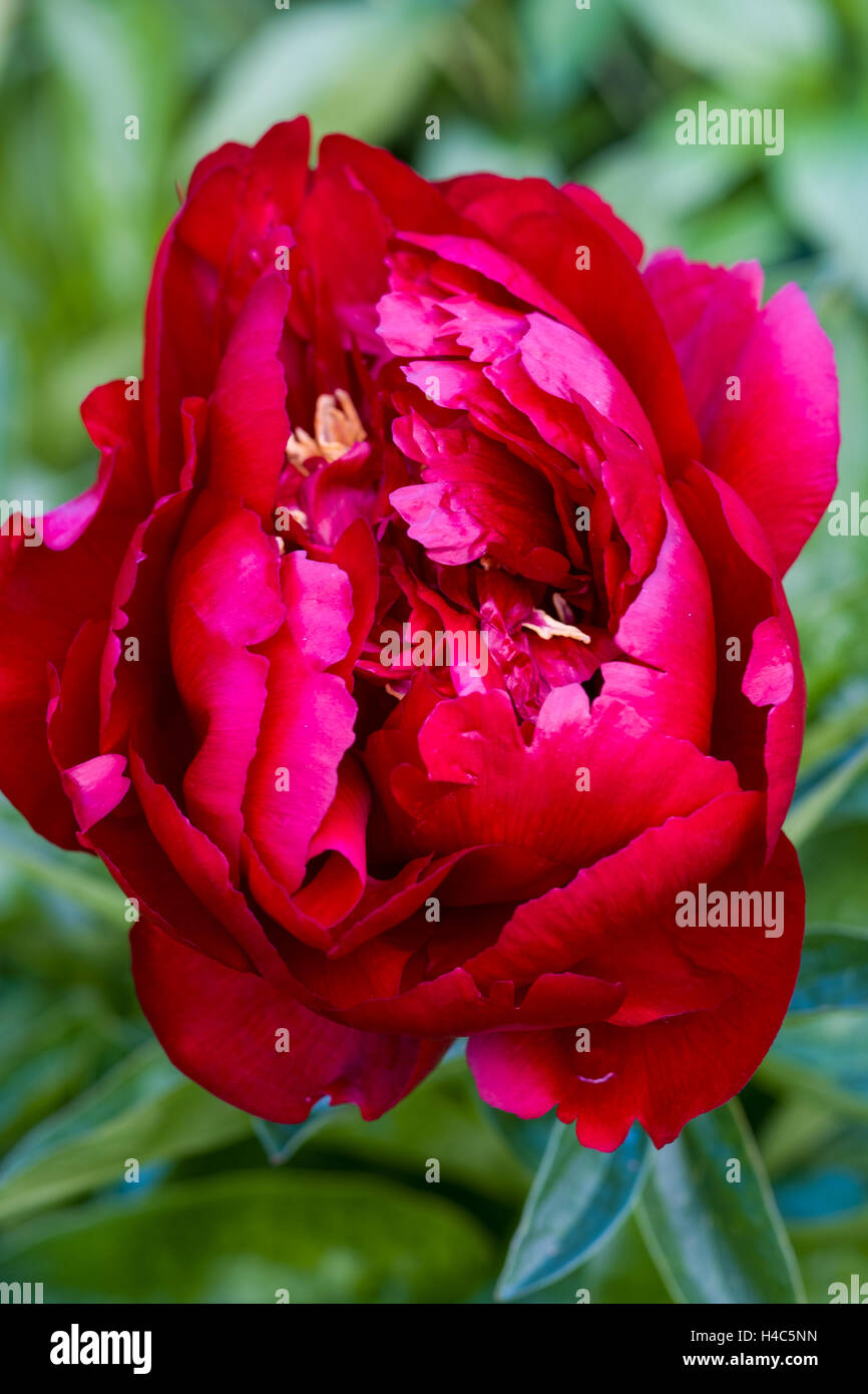 Paeonia 'Buckeye Belle' Banque D'Images