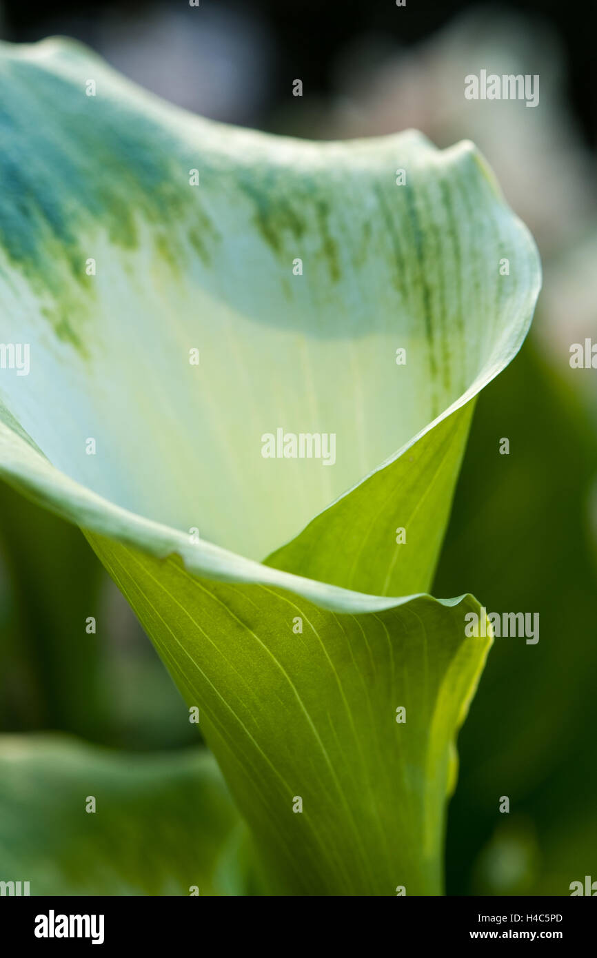 Zantedeschia aethiopica 'Green Goddess' arum lily Banque D'Images