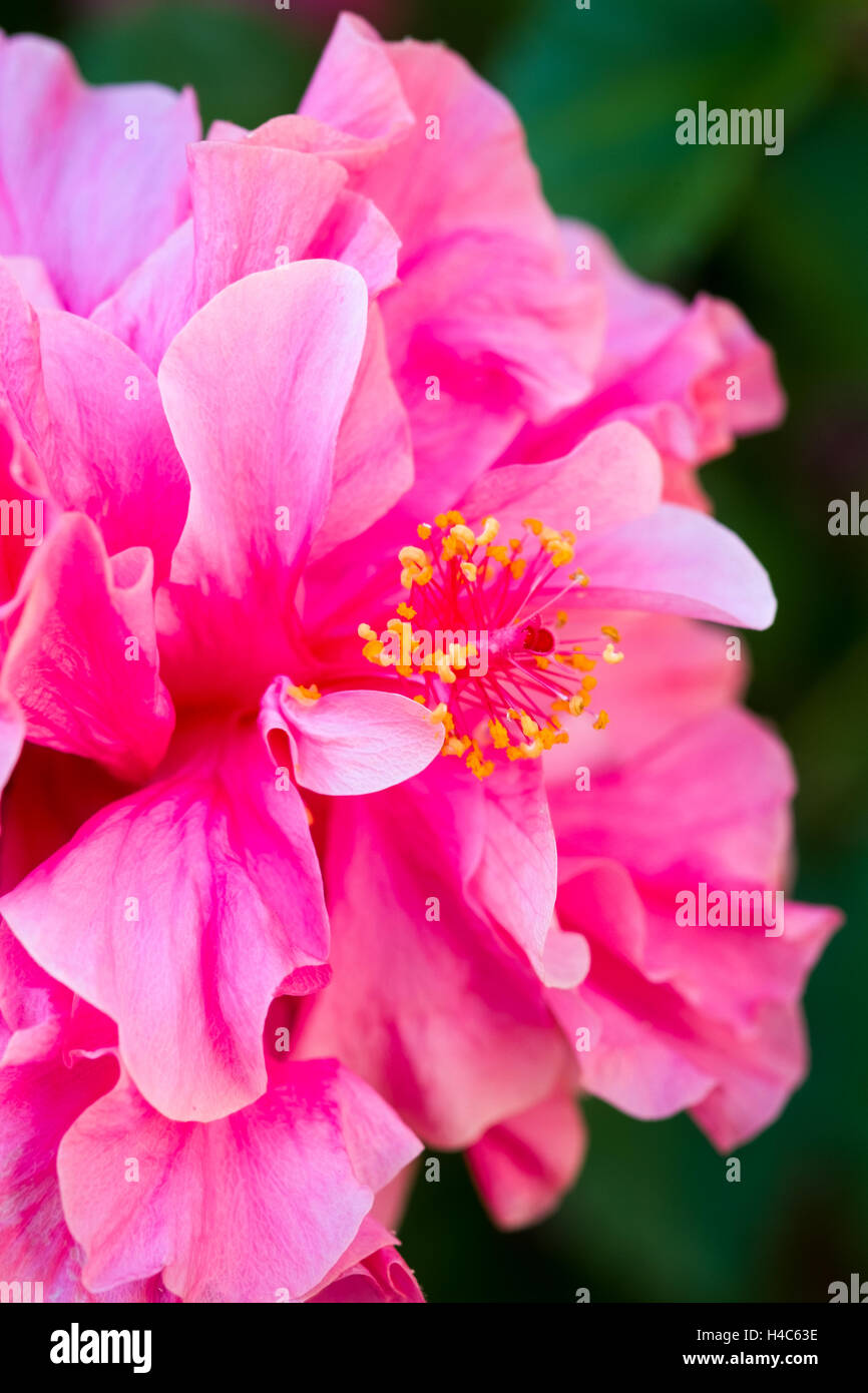 Hibiscus rosa-sinensis hibiscus, Chine chinois ( rose, Hawaiian Hibiscus, shoeblackplant) Banque D'Images