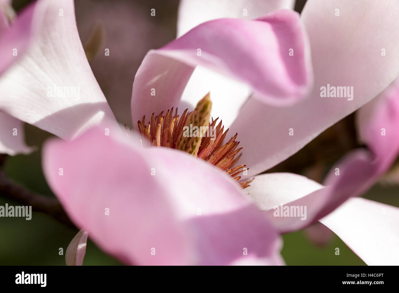 Magnolia sprengeri var. diva Banque D'Images