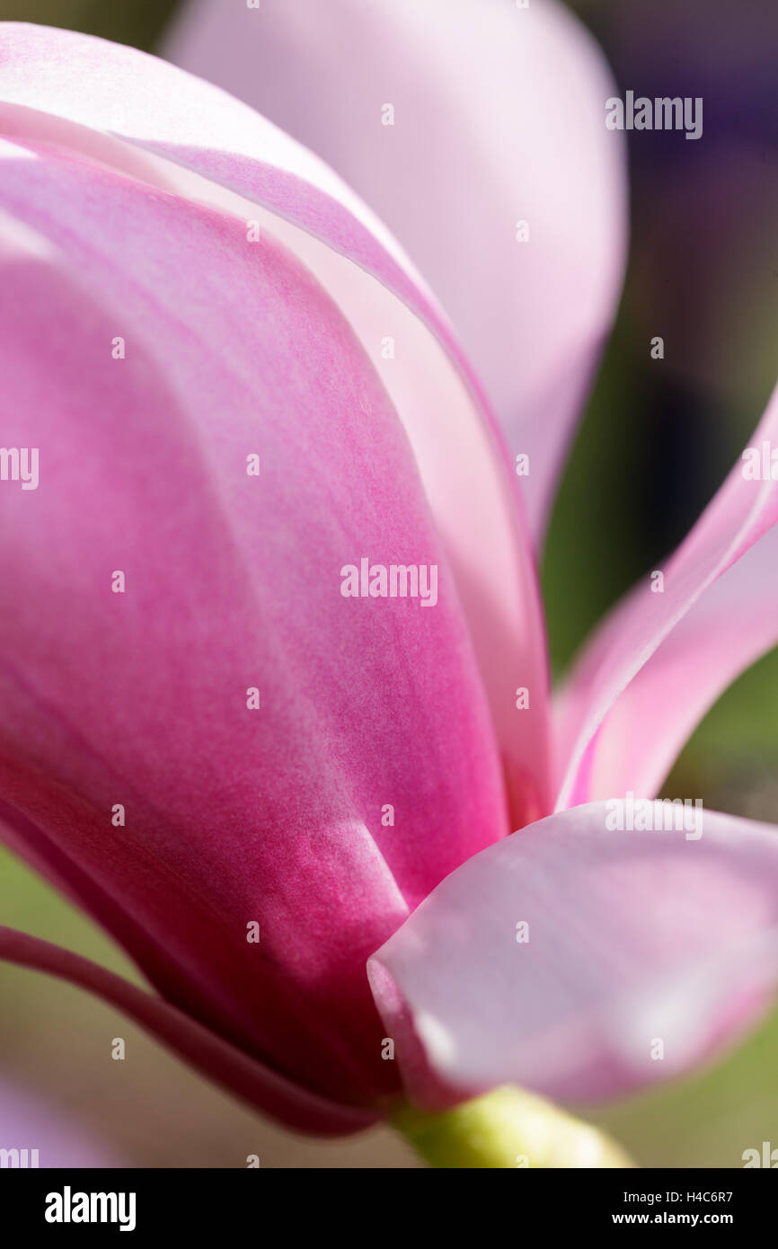 Magnolia sprengeri var. diva Banque D'Images