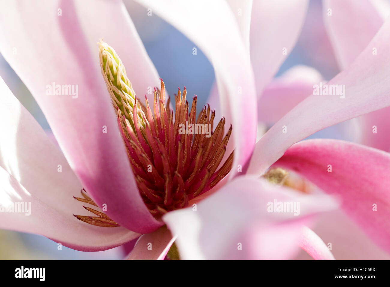 Magnolia sprengeri var. diva Banque D'Images