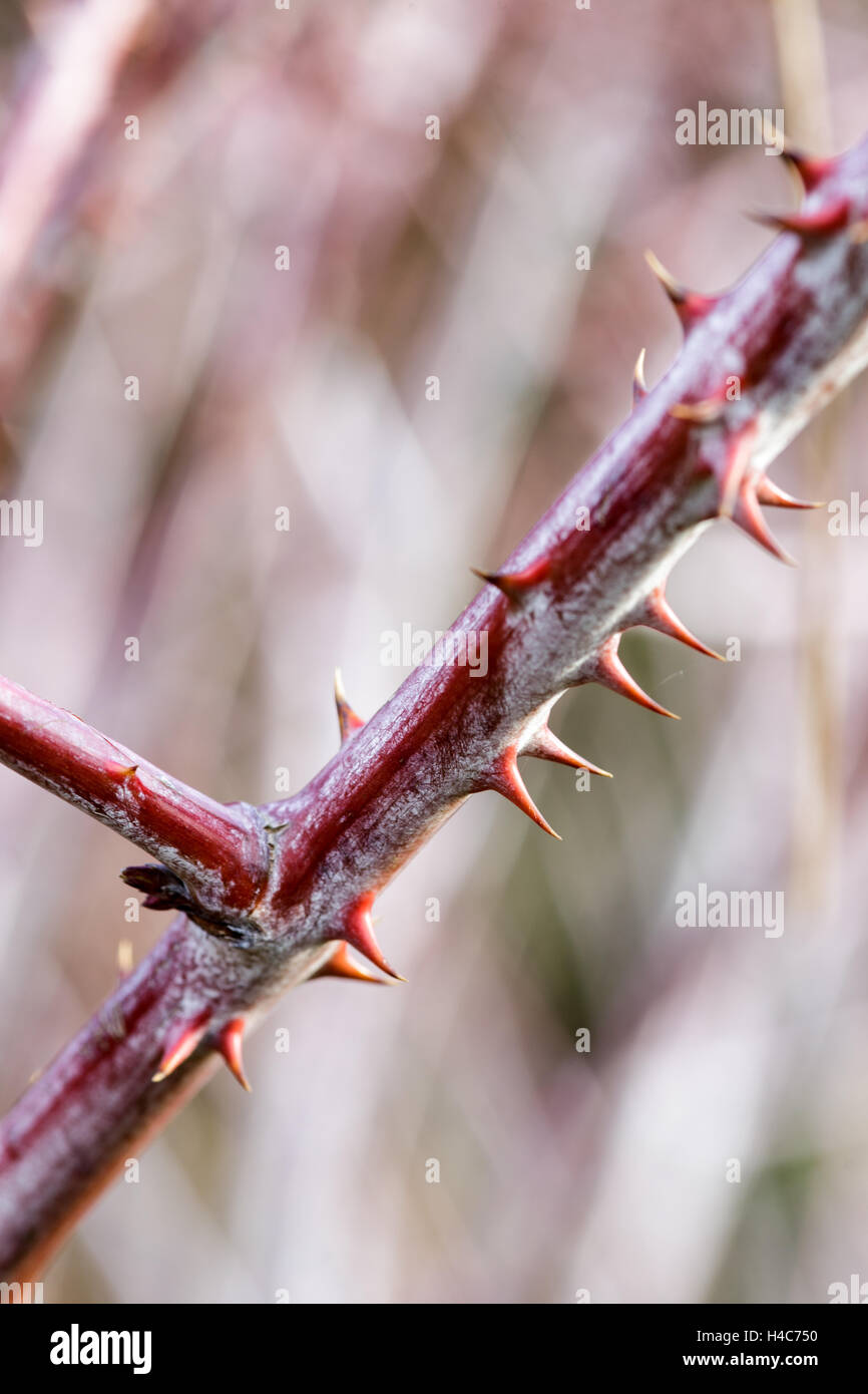 Rubus cockburnianus Banque D'Images