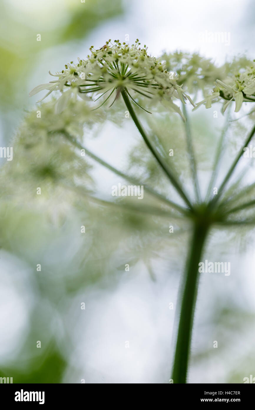 Heracleum sphondylium, noms communs la berce, berce commune ou la berce laineuse Banque D'Images