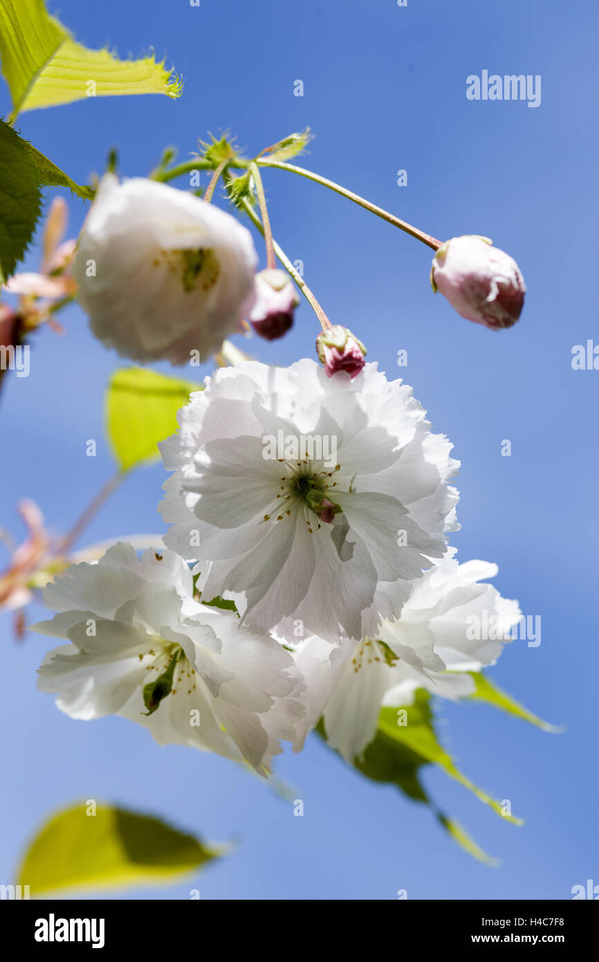 Fleurs blanches au printemps, avec un ciel bleu Banque D'Images