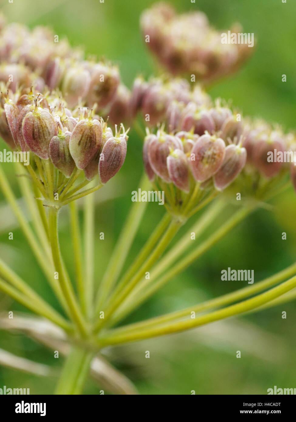 Anethum graveolens apiaceae Banque de photographies et d’images à haute ...
