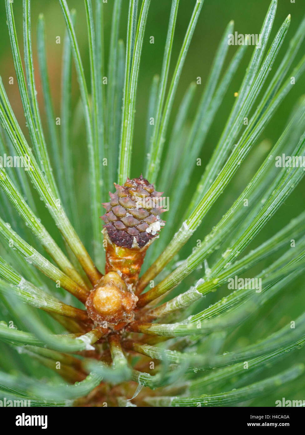 Mountain Pine, Pinus uncinata pin mugo, Pinus mugo ssp, Alpes Banque D'Images