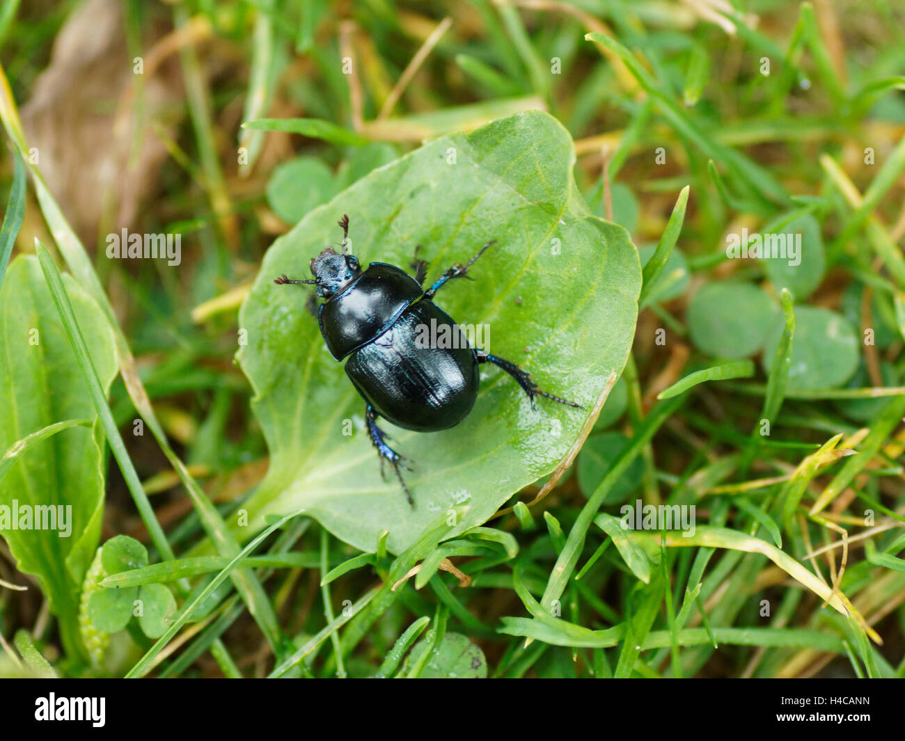 Anoplotrupes stercorosus, Geotrupes stercorosus, dor commun beetle, Geotrup, Alpes, France Banque D'Images