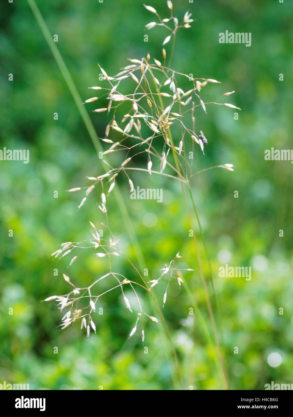 Poa pratensis, Wiesenrispengras, meadow grass Banque D'Images