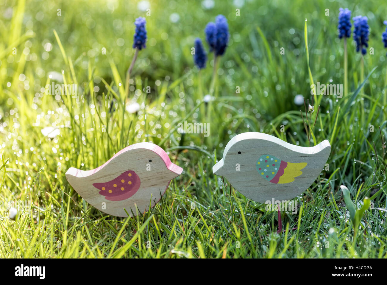 Deux petits oiseaux de boiseries aaranged dans un pré, frais du printemps dans l'arrière-plan muscaris et herbe scintillants Banque D'Images