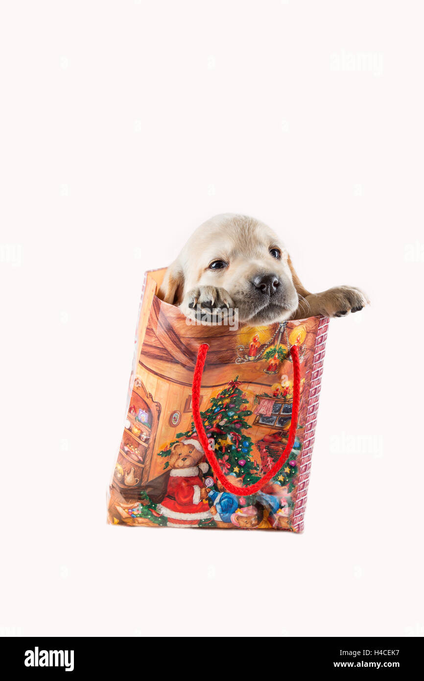Chien Dans Un Sac Banque d