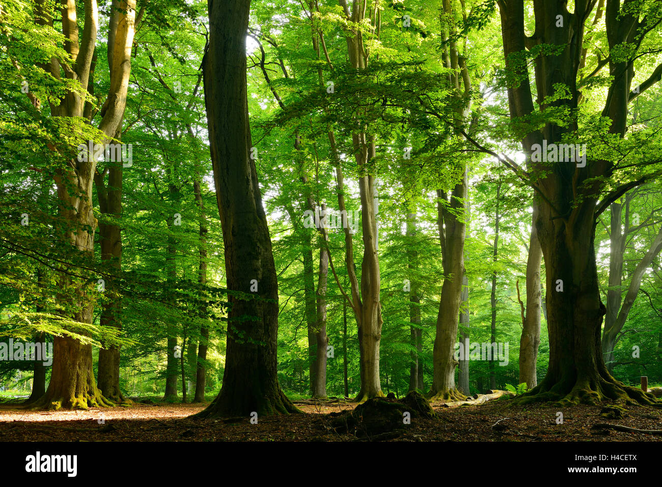 Vieux hêtres gigantesques dans un ancien pâturage bois (forêt), pastorale, dans le Nord de Sababurg Hesse, Hesse, Allemagne Banque D'Images