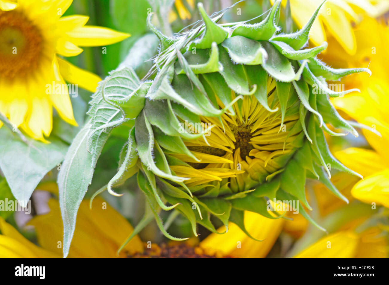 Close-up of a sunflower Banque D'Images