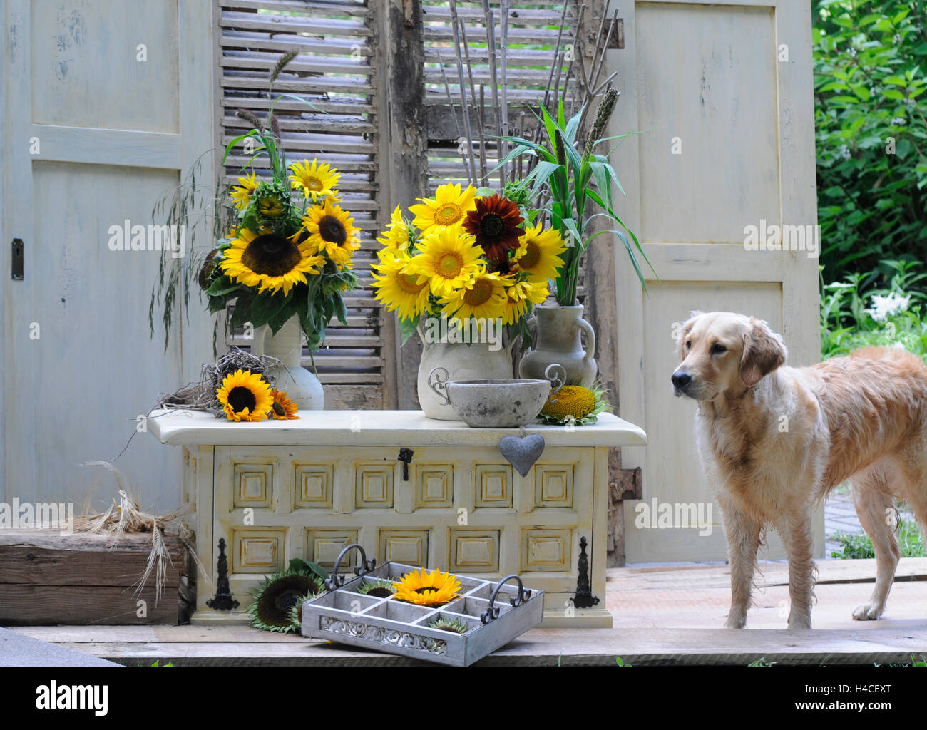 Arrangement de tournesol dans un style campagnard avec Golden retriever Banque D'Images