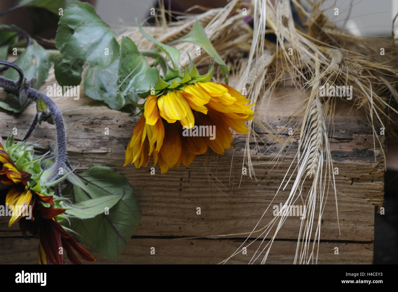 Avec le tournesol décoration Banque D'Images