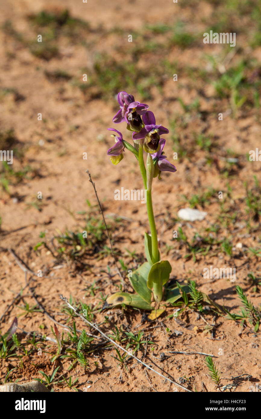 L'orchidée mouche, Ophrys tenthredinifera, Algarve, Portugal Banque D'Images