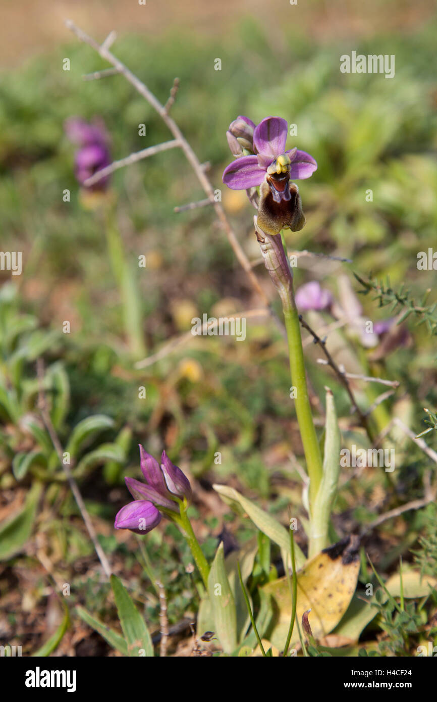 L'orchidée mouche, Ophrys tenthredinifera, Algarve, Portugal Banque D'Images