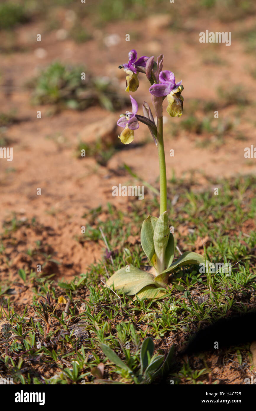 L'orchidée mouche, Ophrys tenthredinifera, Algarve, Portugal Banque D'Images