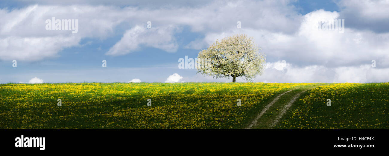 Allemagne, Bavière, Augsburg, Western Woods Nature Park, meadow, printemps, arbre, fleurs, vert, jaune, pissenlit, Taraxacum, nuages, ciel, bleu, panorama, Voie, chemin, fleurs, cadre idyllique, frais, rural, pays, paysages, Banque D'Images Allemagne, Bavière, Augsburg, Western Woods Nature Park, meadow, printemps, arbre, fleurs, vert, jaune, pissenlit, Taraxacum, nuages, ciel, bleu, panorama, Voie, chemin, fleurs, cadre idyllique, frais, rural, pays, paysages, Banque D'Images