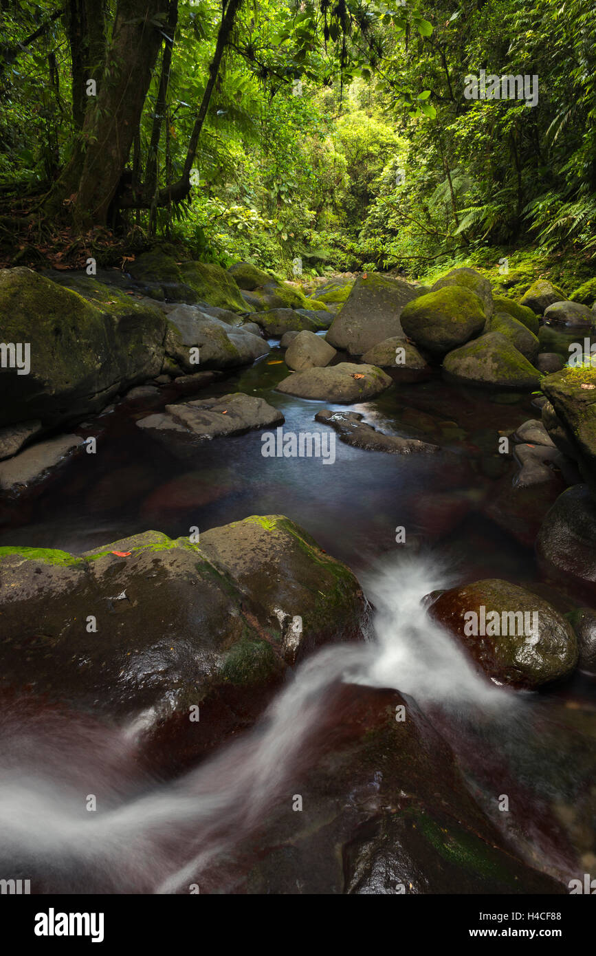 La Guadeloupe, les Caraïbes, France, bassin, paradise, jungle, forêt, ruisseau, cascade, lumière, sombre, de l'humeur, sombre, vert, Banque D'Images