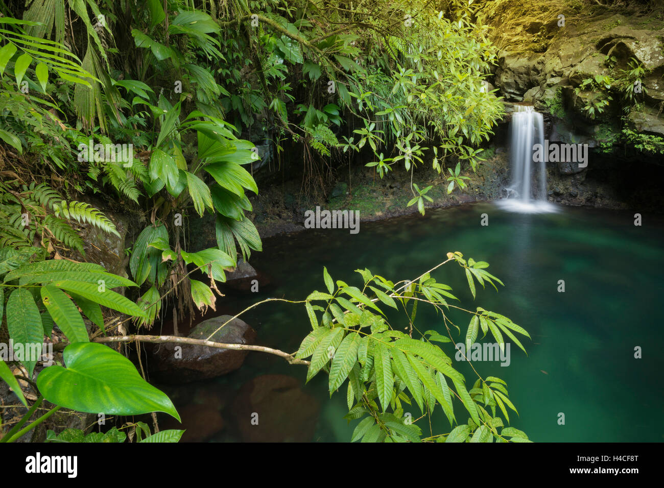 La Guadeloupe, les Caraïbes, la France, les forêts tropicales, jungle, cascade, paradise, vert, feuilles, tropical, mystique, bassin, turquoise, lumière, sombre, mystérieux, paysages, Banque D'Images