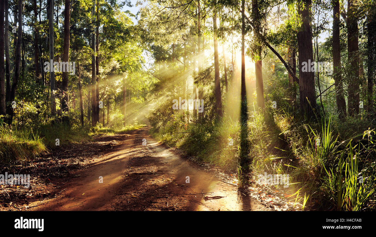 L'Australie, chemin, voie, bois, lumière, ambiance, soleil, lumière arrière, Banque D'Images
