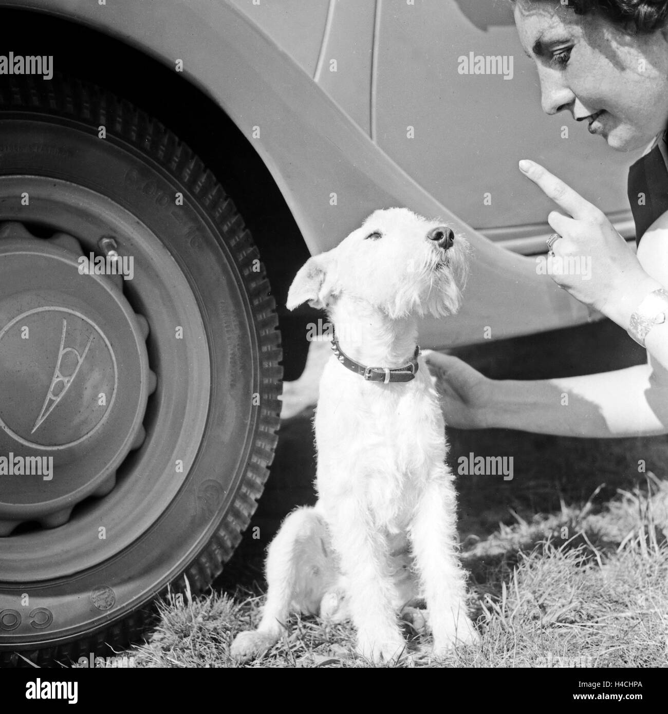 Eine junge Frau auf dem ermahnt Foxterrier Rad vor einer Ford V8, Deutschland 1930 er Jahre. Ayoung femme enseigner un chiot fox terrier en face d'une Ford V8, l'Allemagne des années 1930. Banque D'Images