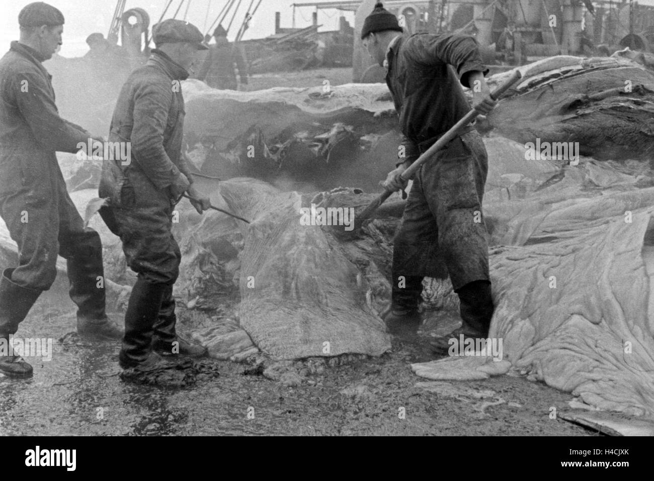 Männer arbeiten durch die sich von Fettschichten erlegten Wals An Bord Idemo von der deutschen Walfangflotte, 1930er Jahre. Le traitement des hommes des couches de graisse le cadavre d'une baleine traqués à bord d'un navire de la flotte baleinière allemand, 1930 Banque D'Images