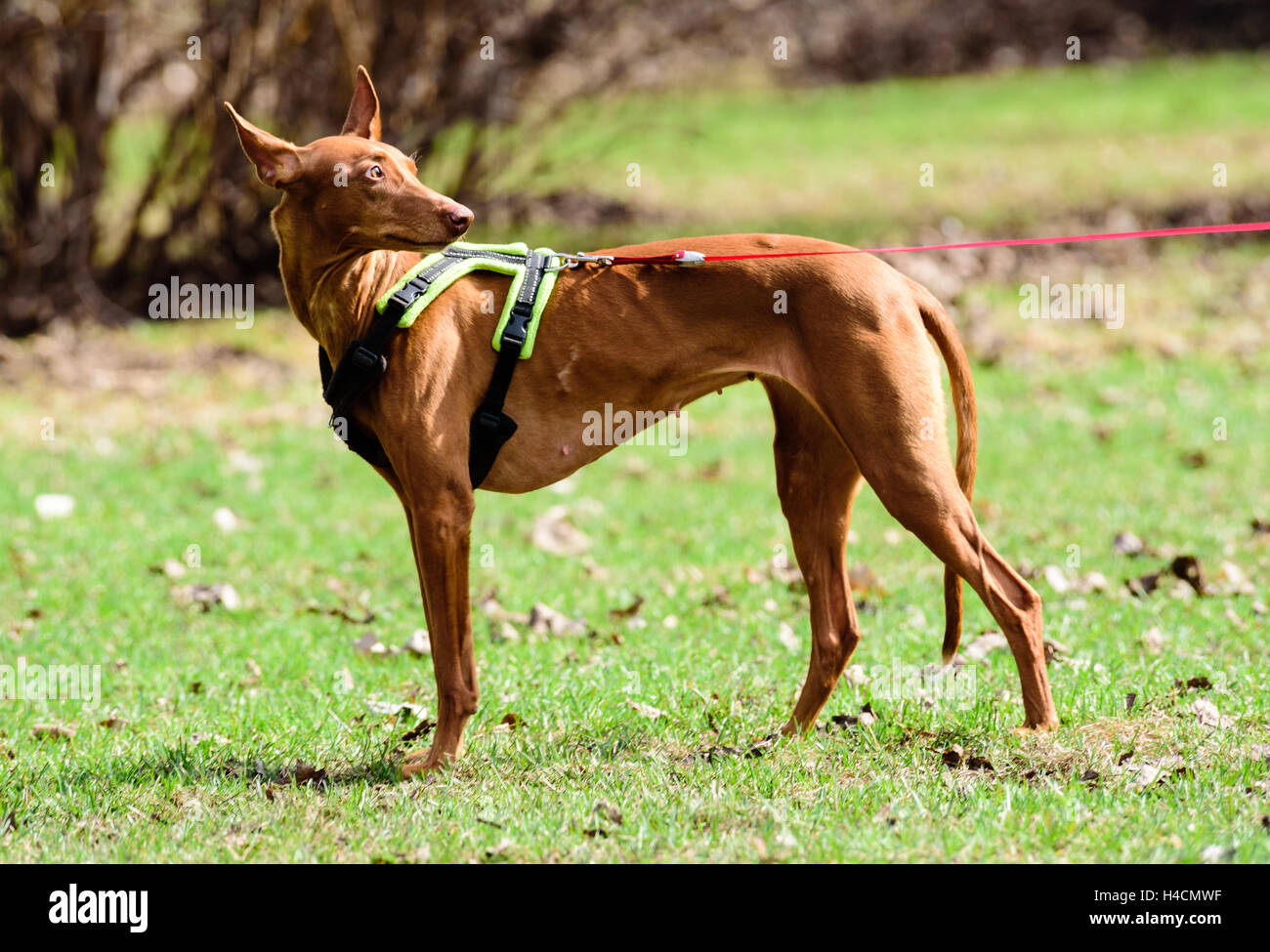 Le pharaon hound dog walking en laisse et faisceau à sunny day Banque D'Images