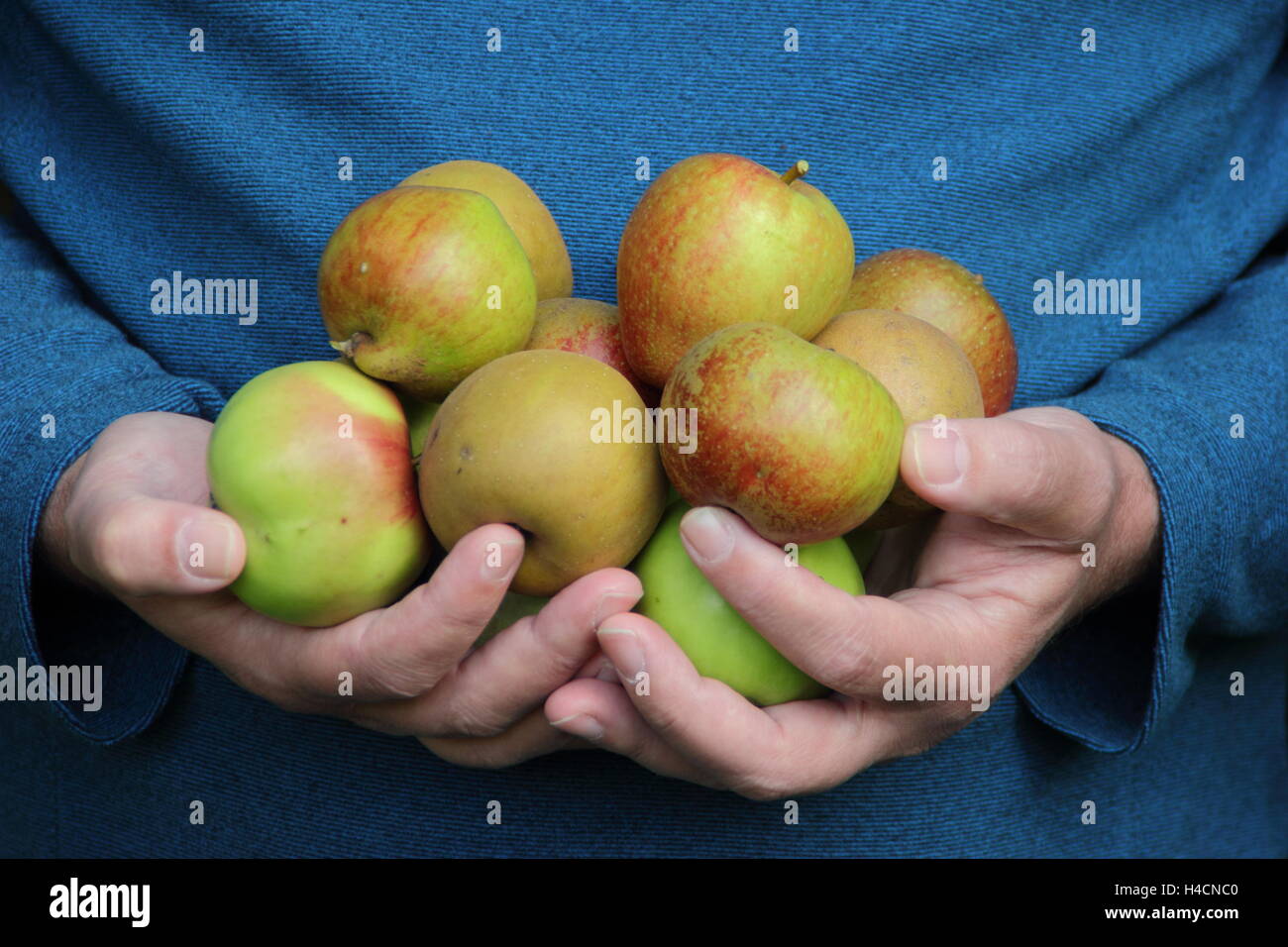 Malus domestica. Variété du patrimoine fraîchement cueillis manger des pommes portés à travers un verger anglais en octobre, UK Banque D'Images