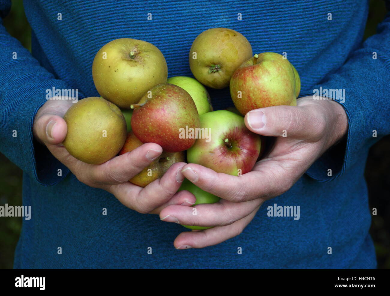 Malus domestica. Variété du patrimoine fraîchement cueillis manger des pommes portés à travers un verger anglais en octobre, UK Banque D'Images