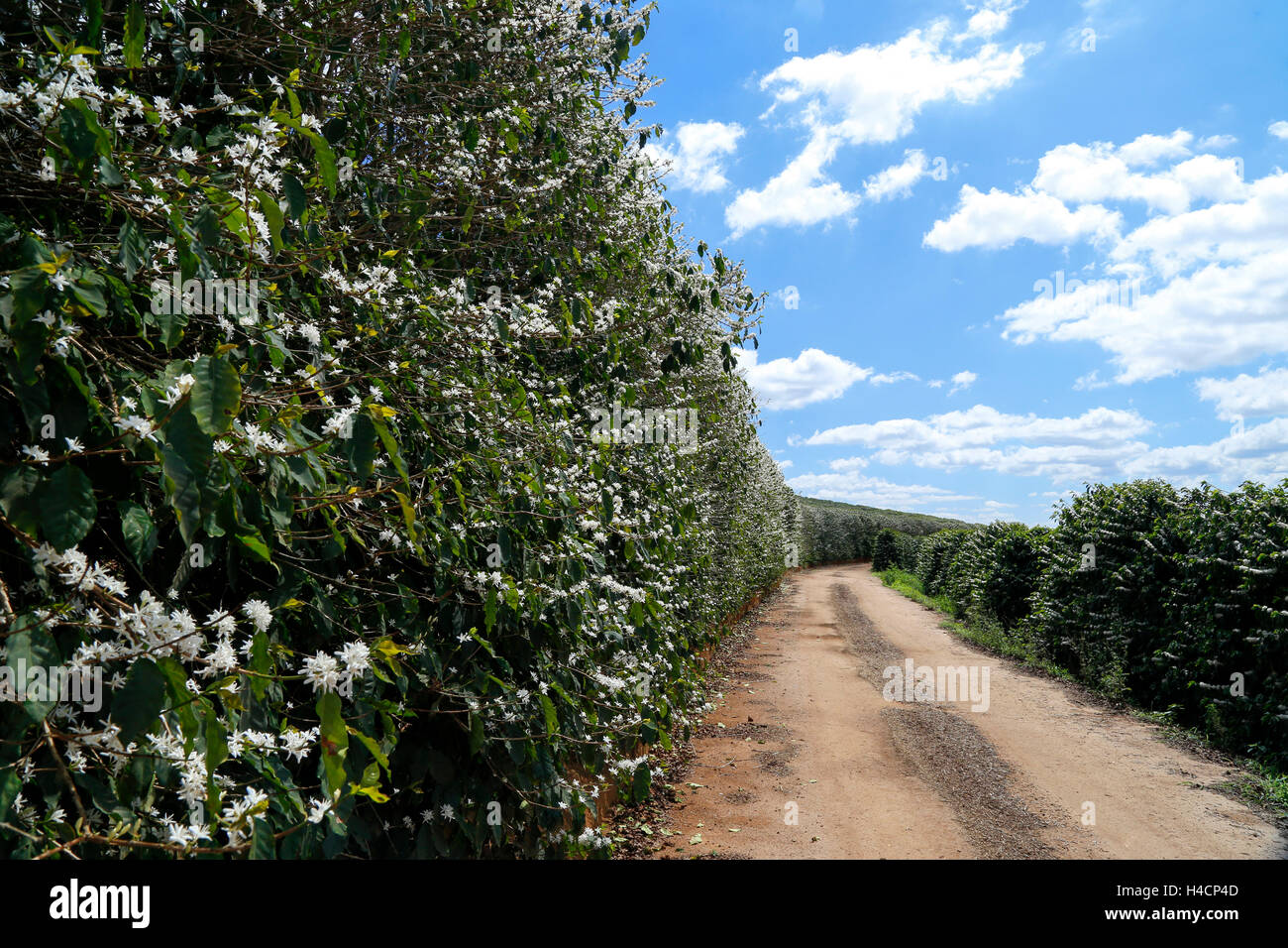 Les plantations de café avec la fleur le farm au Brésil Banque D'Images