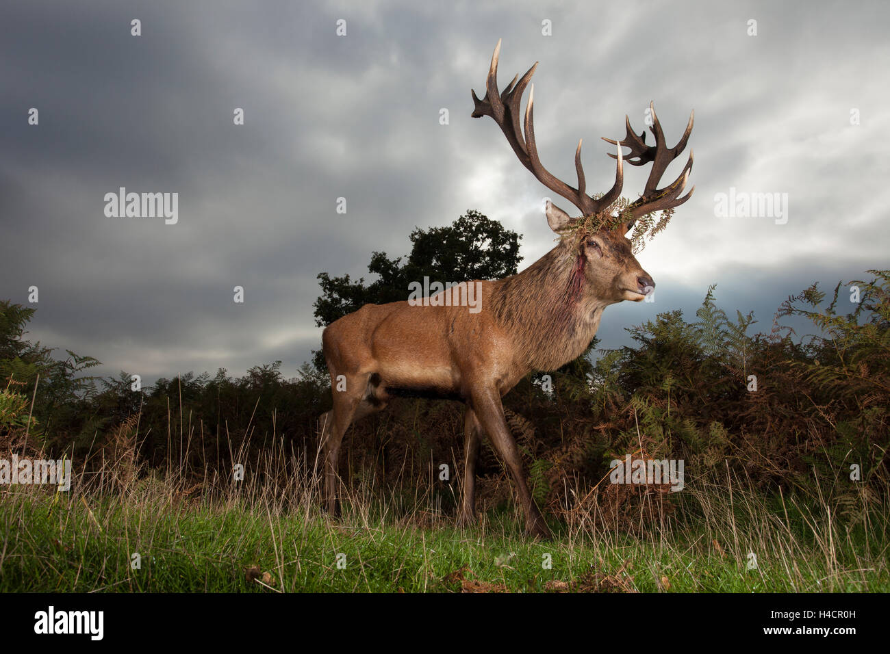 Red Deer stag grand angle après une bataille. Banque D'Images