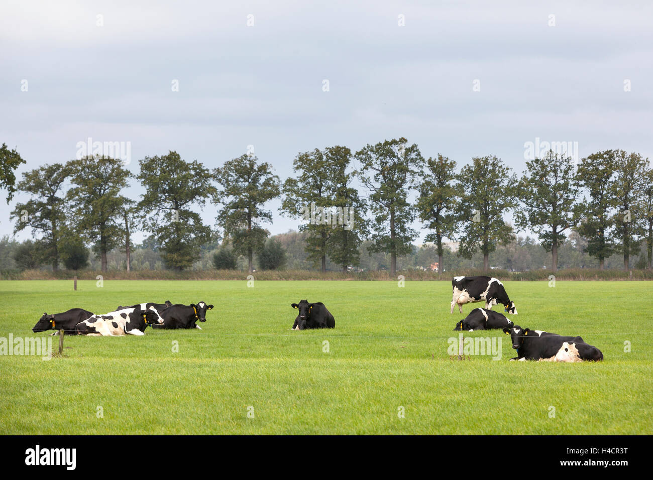 Les vaches noires et blanches se trouvent dans les champs avec des arbres dans la province néerlandaise d'Utrecht Banque D'Images