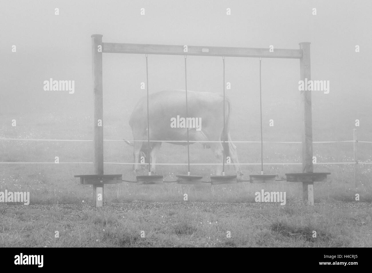 Vache, pâturage, aire de jeux, Vorarlberg, Autriche, cauchemars, brouillard, Banque D'Images