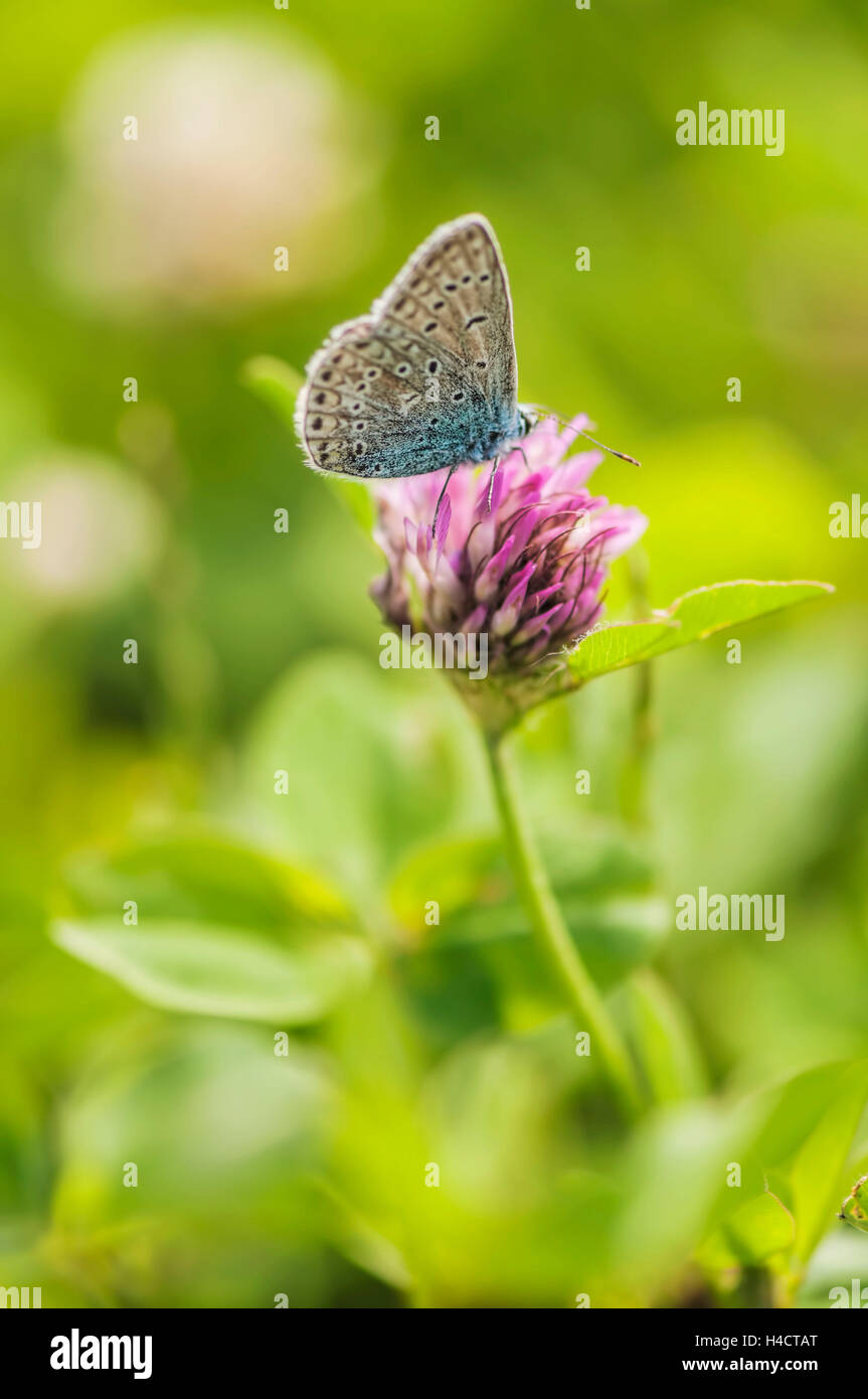 La gaze papillon sur fleur de trèfle, Banque D'Images