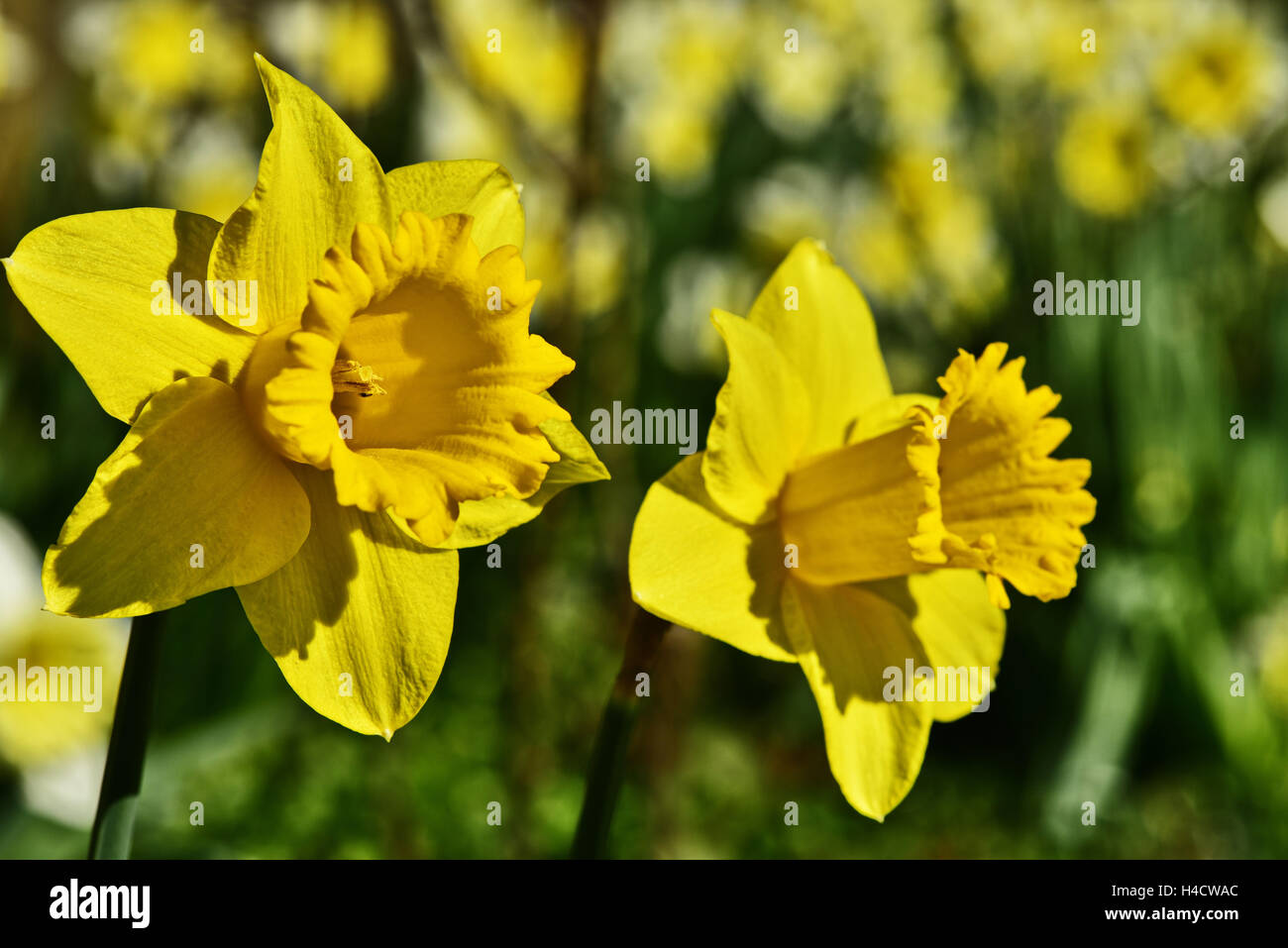 Narcisse jaune Banque D'Images