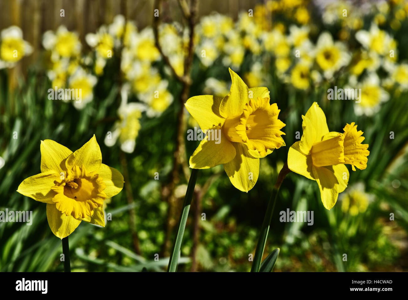 Narcisse jaune Banque D'Images